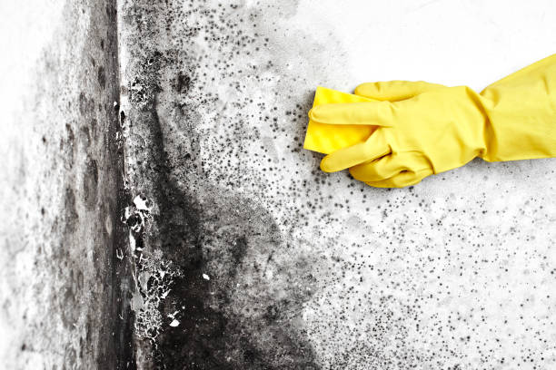 Best Kitchen Mold Remediation in Thomson, GA