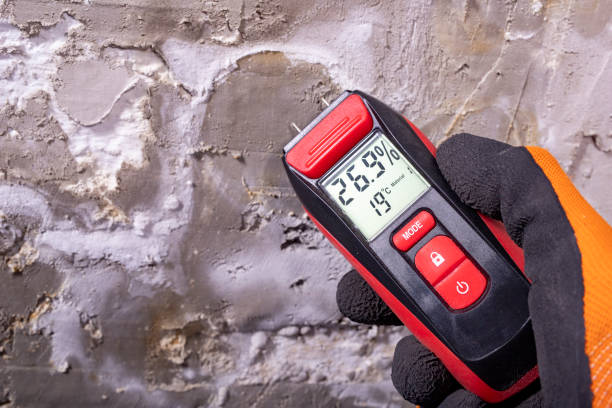 Best Insurance-Related Mold Remediation in Thomson, GA