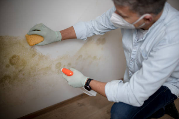 Best Industrial Mold Remediation in Thomson, GA