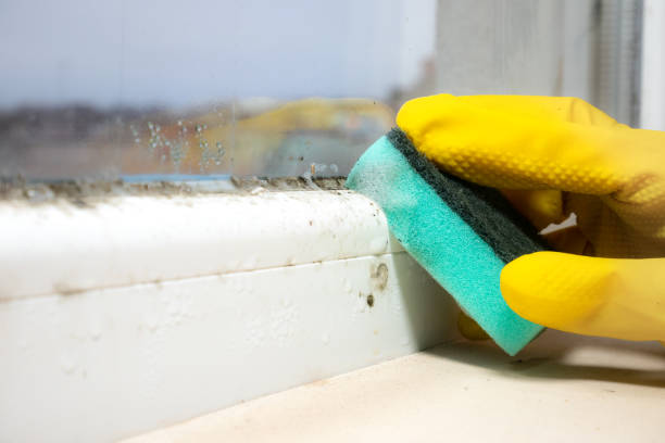 Best Health and Safety Mold Remediation in Thomson, GA
