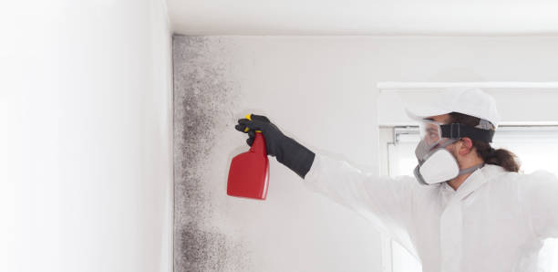 Best Mold Remediation for Specific Building Types in Thomson, GA