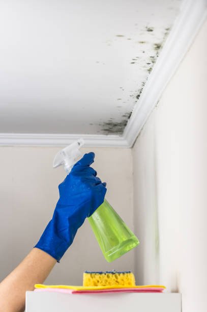 Trusted Thomson, GA Mold Remediation Experts